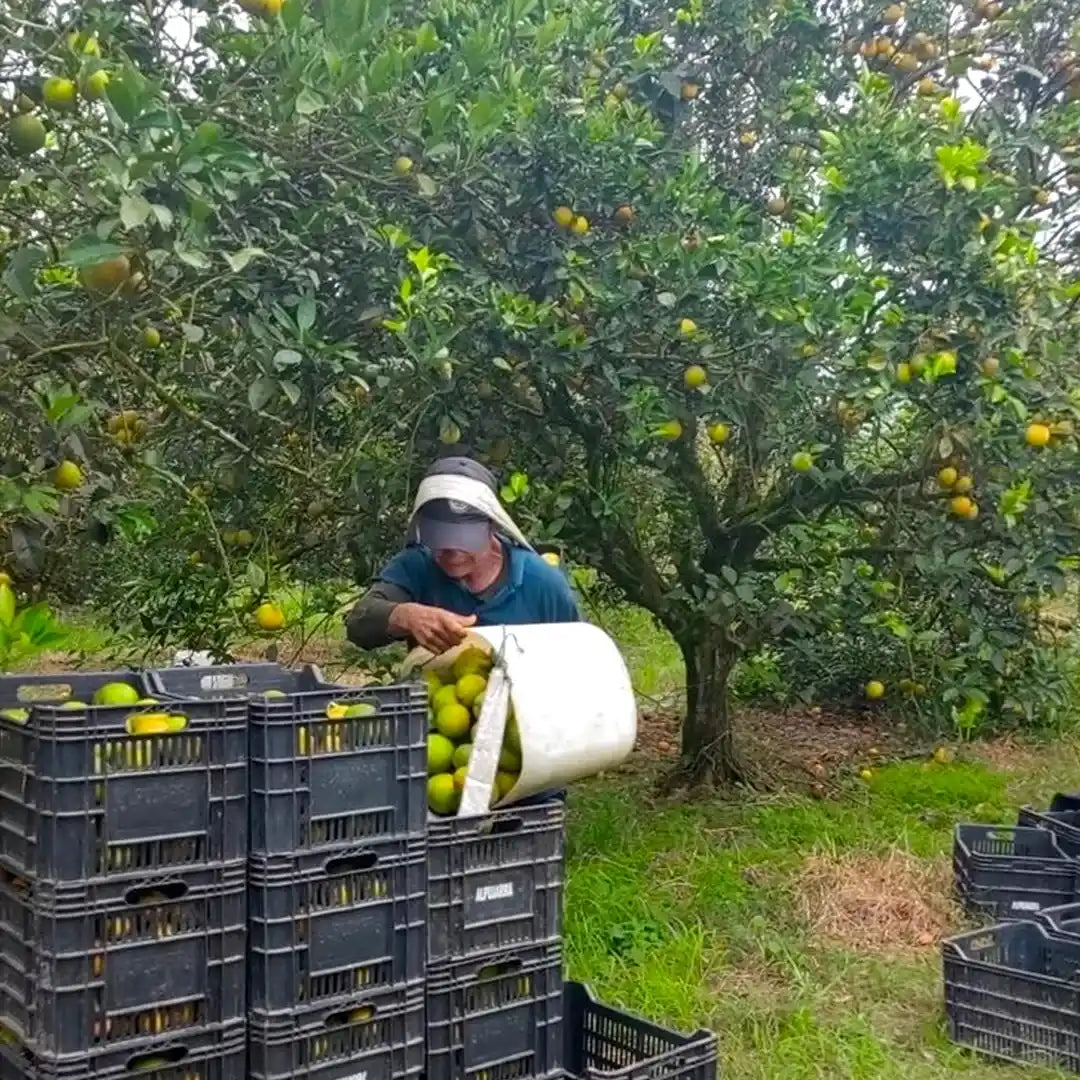 Bulto de 40 kilos de naranjas