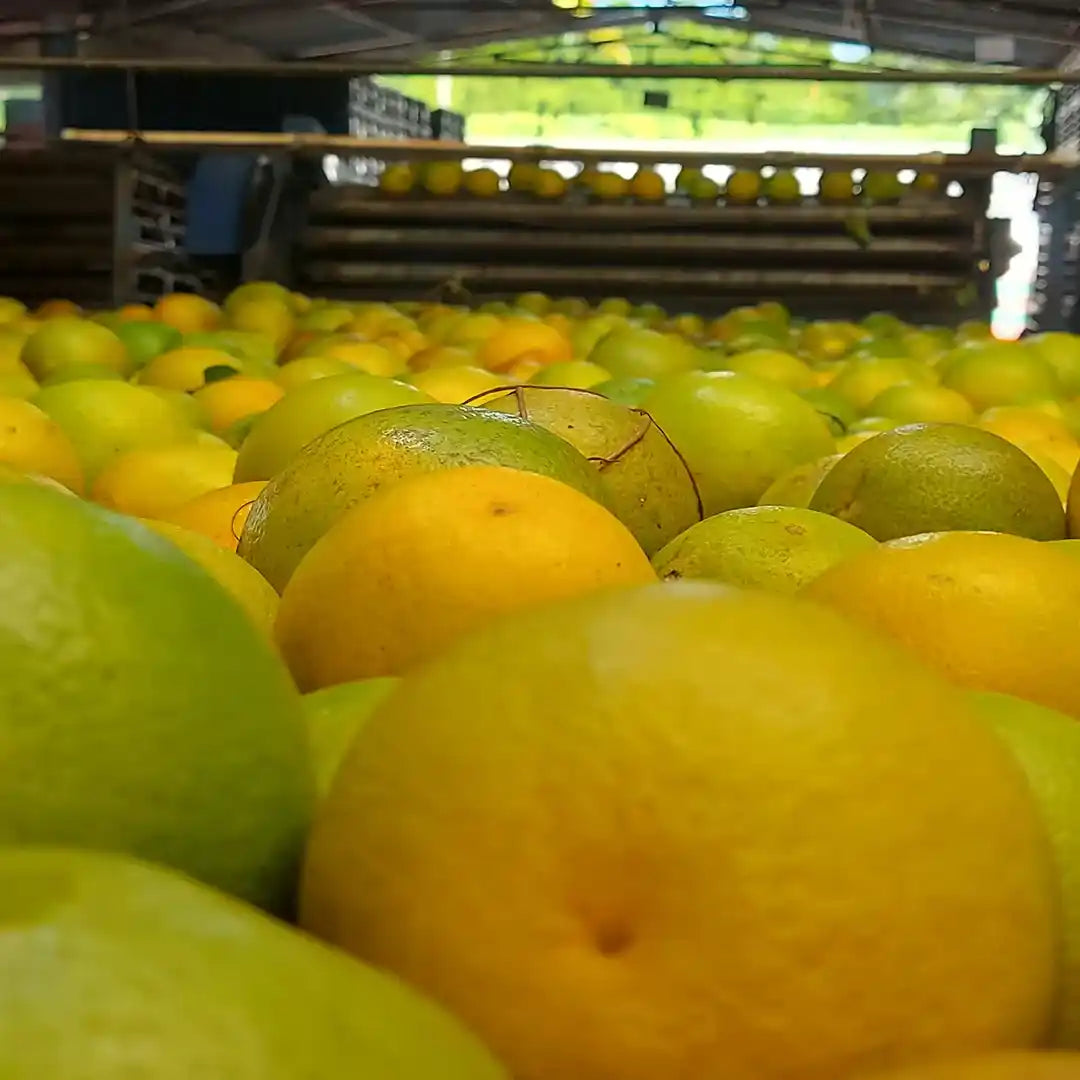 Bulto de 40 kilos de naranjas
