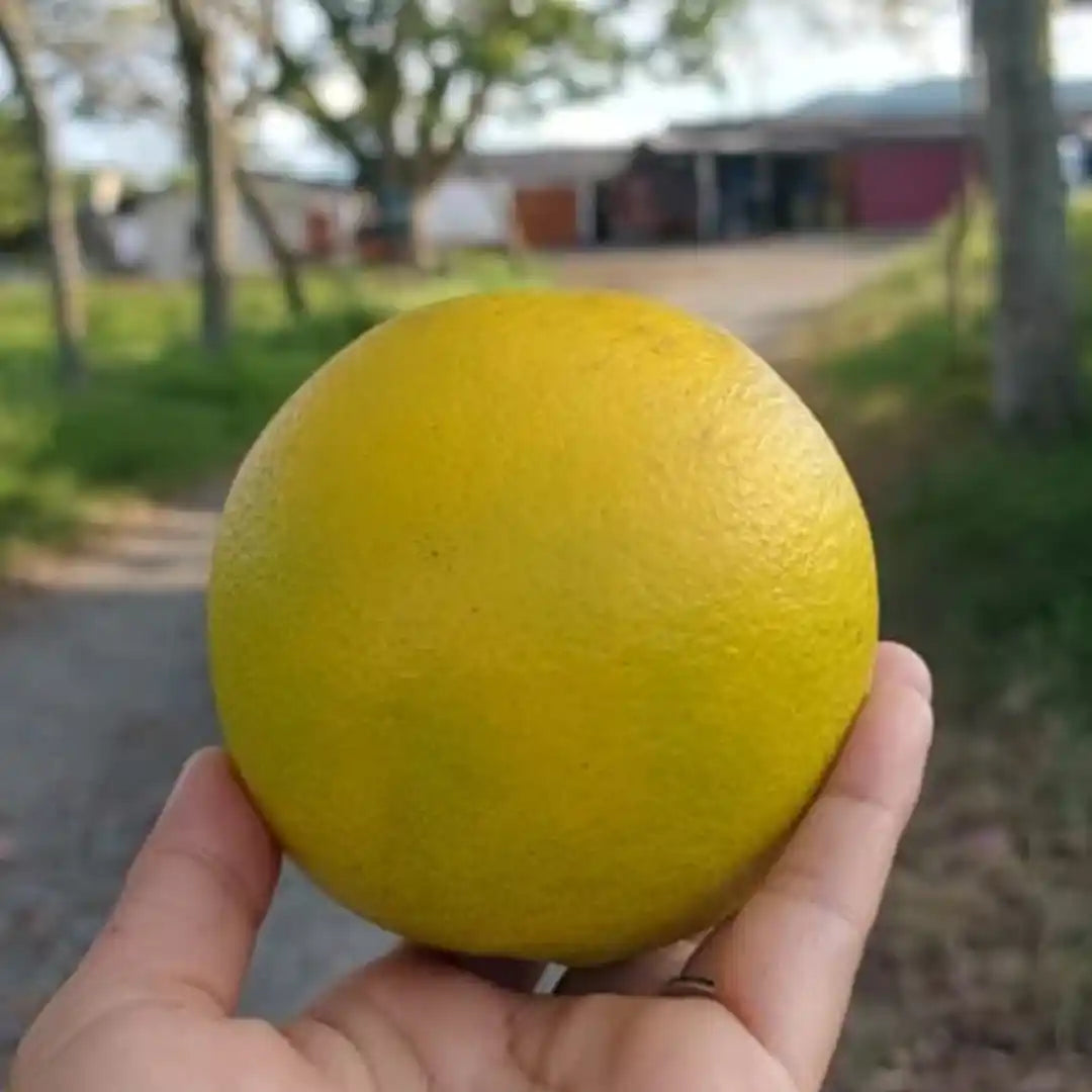 Caja de naranjas premium * 15 kg