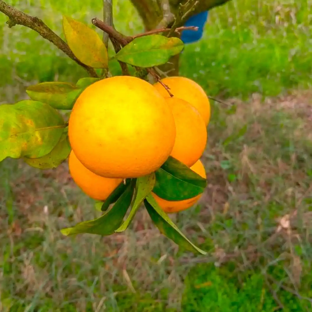 Caja de naranjas premium * 15 kg