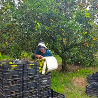 Bulto de 40 kilos de naranjas